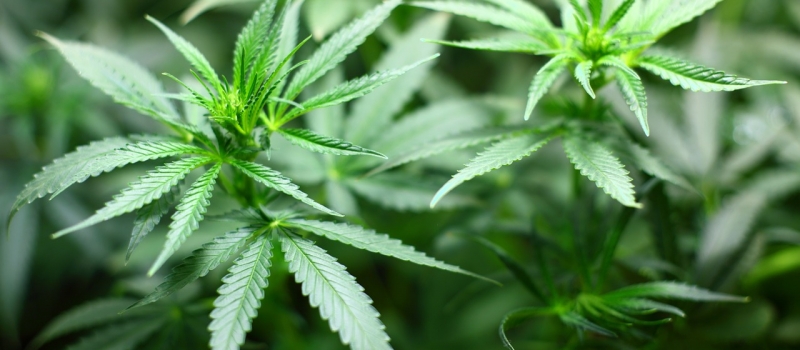 Cannabis Seedling Marijuana Cannabis Plant