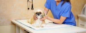 Veterinarian