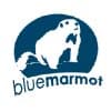 Blue Marmot