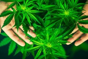 Cannabis Flowers