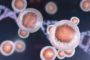 Human Cells