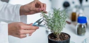 Homeopath preparing Medicine, Herbal