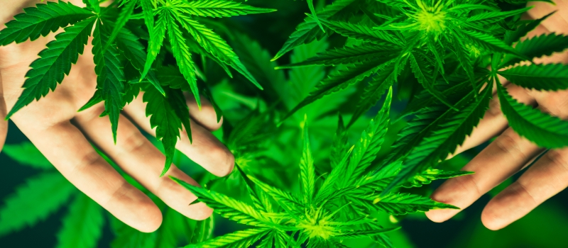 Cannabis Flowers