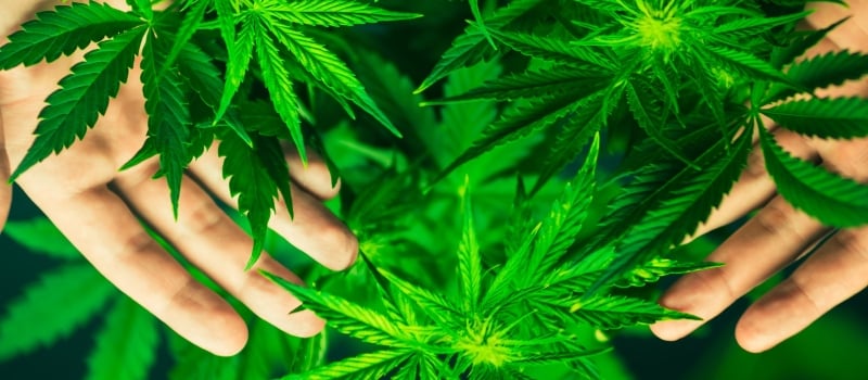 Cannabis Flowers